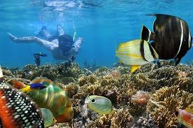 Mnemba Island Snorkeling 2